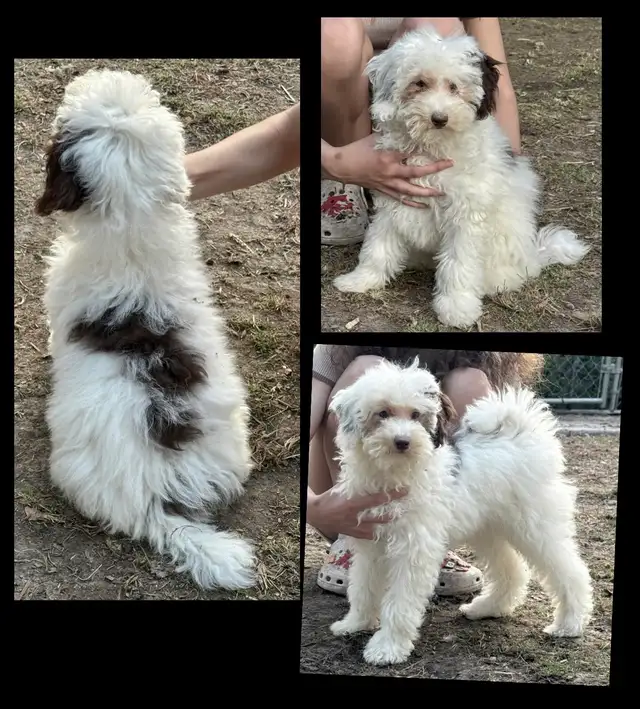 Mini Goldendoodles ~ Mini Bernedoodles ~ Mini Aussiedoodles in Dogs & Puppies for Rehoming in Mississauga / Peel Region - Image 10