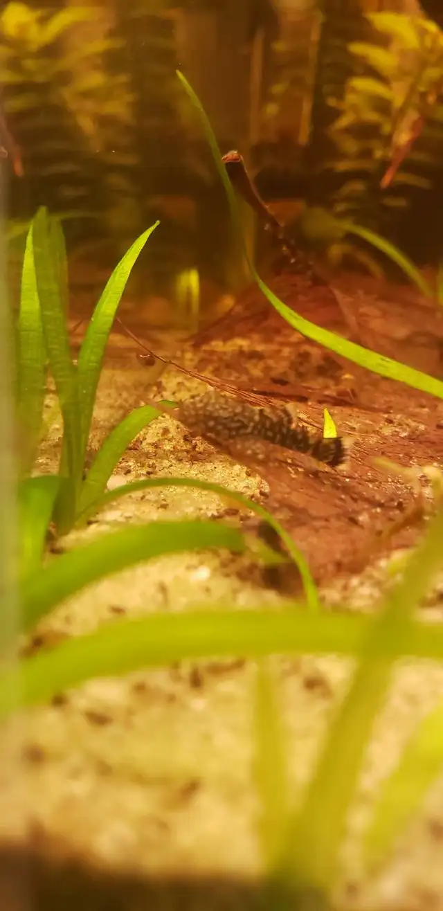 Bristle Nose Plecos in Fish for Rehoming in Kitchener / Waterloo - Image 4