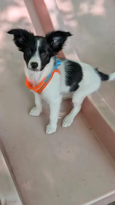 Chiot Continental nain (papillon) Né le 19 mars 2025 Mâle noir et blanc Vacciner vermifuger Disponib...