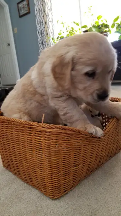 Pure Golden Retriever puppies, View more