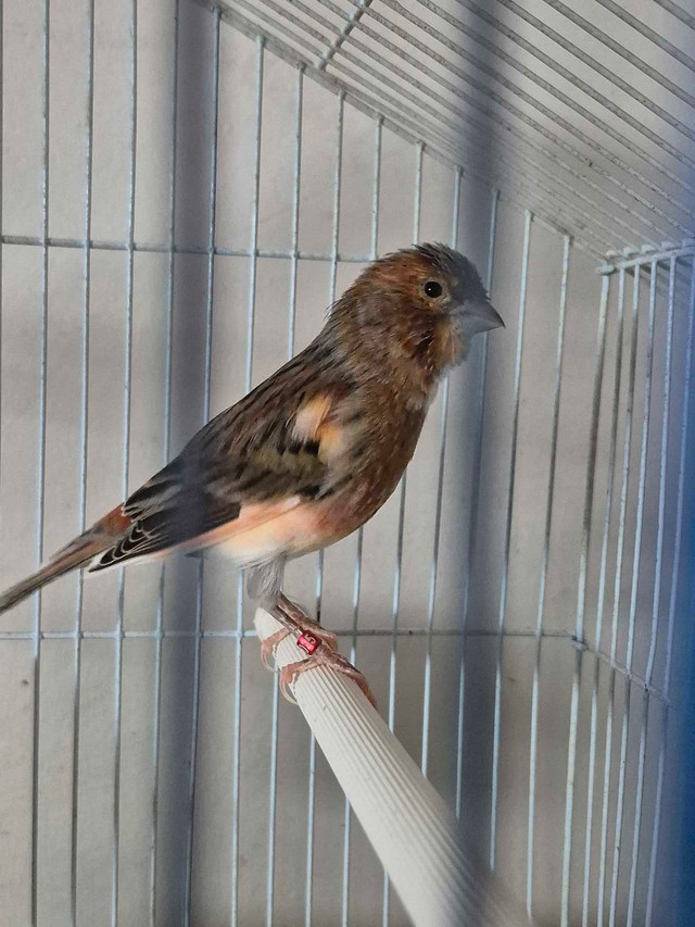 Male canary $80 in Birds for Rehoming in London - Image 2