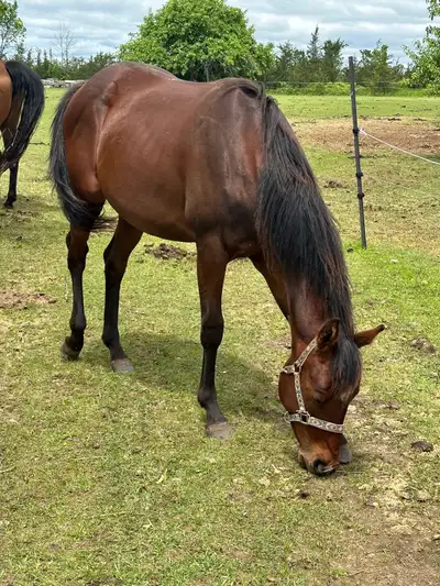 Registered Quarter Horse Filly, View more