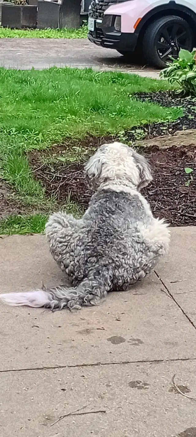 Sheepadoodle Puppies Coming Soon! in Dogs & Puppies for Rehoming in Hamilton - Image 6