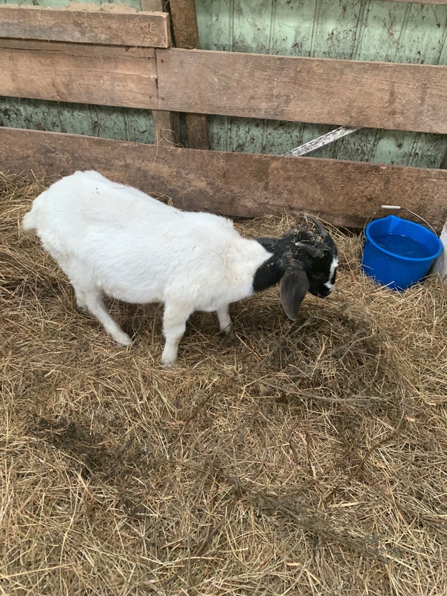 Boer goats Livestock Cape Breton Kijiji