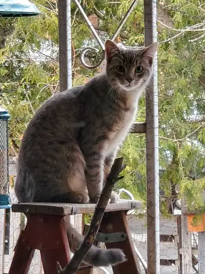 Grey tabby young male