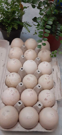 Buff Orpington duck hatching eggs