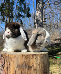 Holland Lop kits from ARBA breeder  