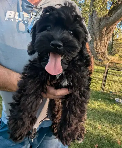 male Shihpoo puppy, View more