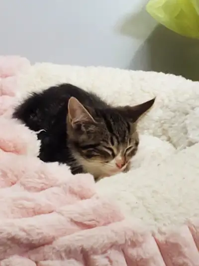 Kitten to a new home, View more