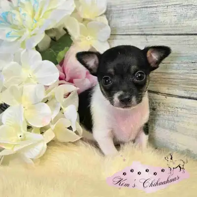 Chihuahua Puppy, View more