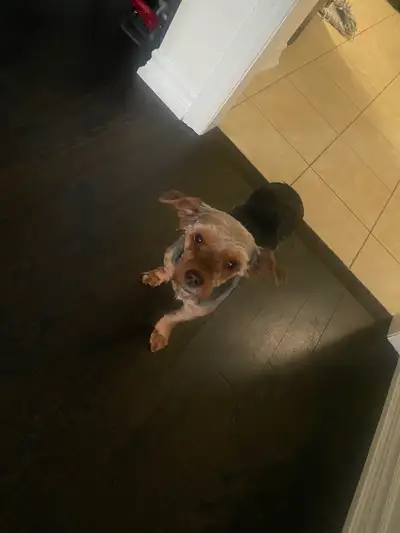 Female Puppy for a loving home!, View more