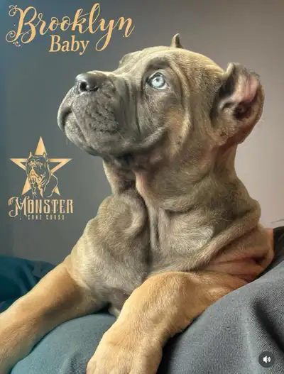 Cane Corso pups!Champion Imported Bloodlines! Ready Now!❤️, View more