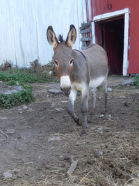 Donkey Jack for sale 