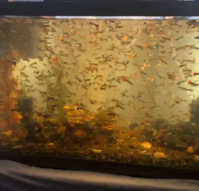 Guppies for sale, View more