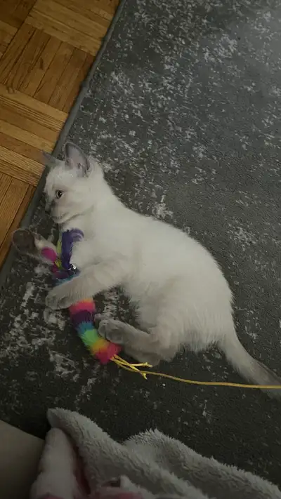 Purebred Siamese Kitten, View more