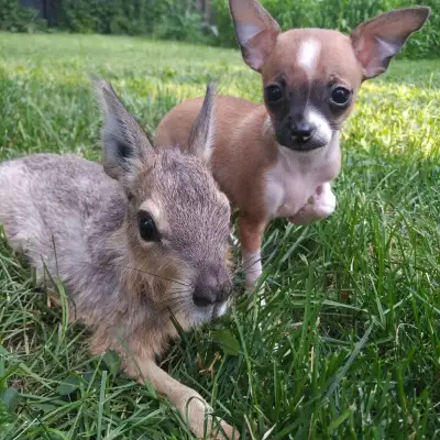 Very tiny chihuahuas x minpin, View more