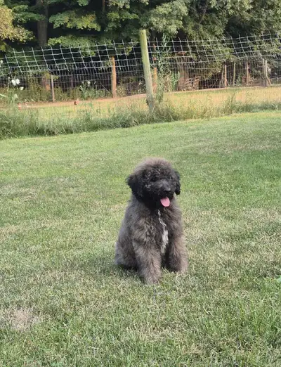 Shepherd/Rotti mix Poodle puppy for rehoming, View more