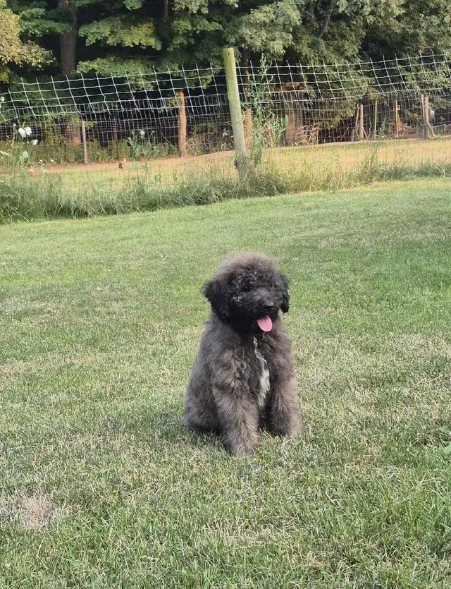 Shepherd/Rotti mix Poodle puppy for rehoming in Dogs & Puppies for Rehoming in Hamilton - Image 3