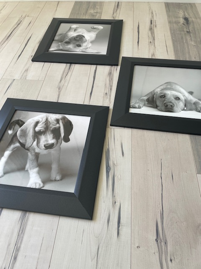 3-Piece Glass-Framed Dog Art [High Quality], View more