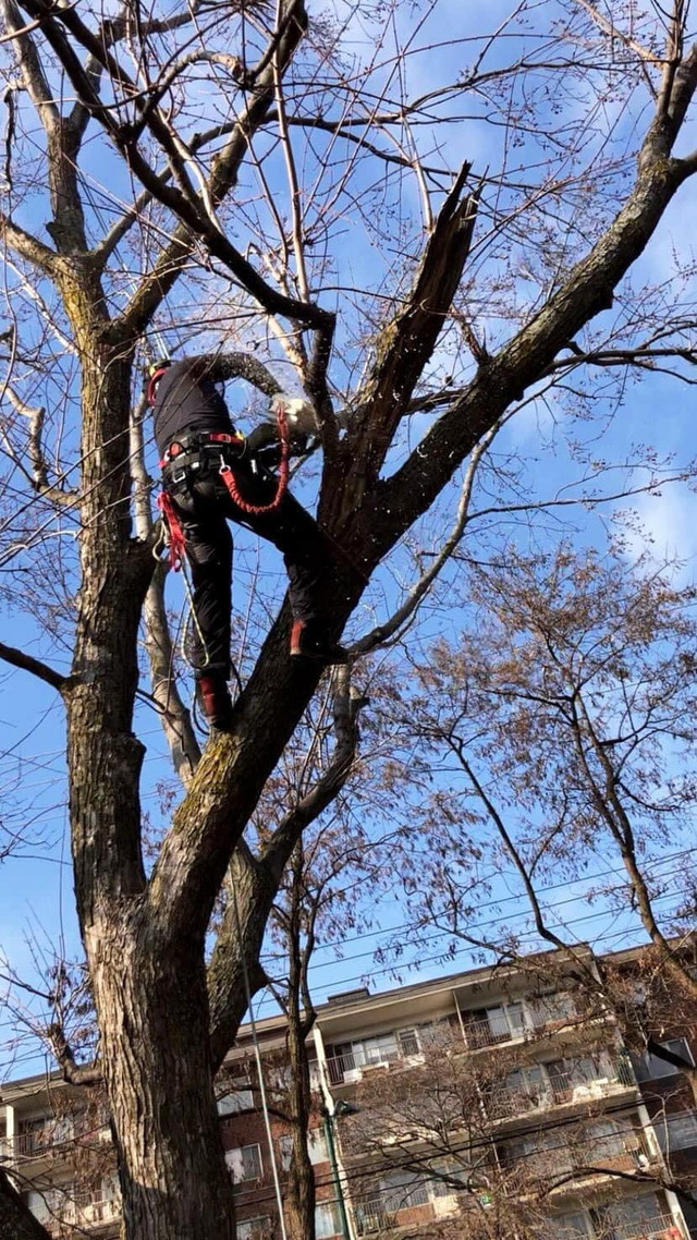 bois  émondeur élagueur dans Objets gratuits  à Ville de Montréal