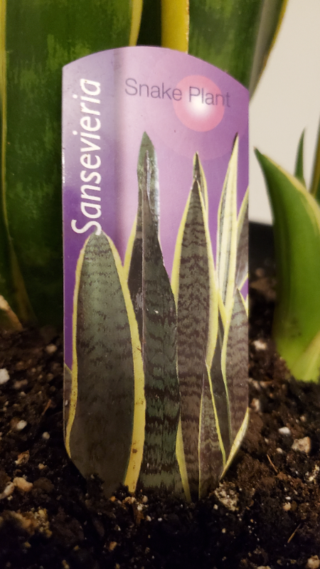 Sansevieria, Snake Plants in Home Décor & Accents in Oakville / Halton Region - Image 3