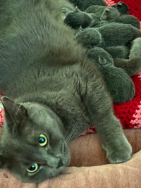 9 Russian blue kittens for sale