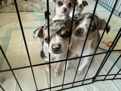 Purebred Merle Chihuahuas, View more