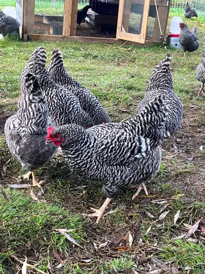 LAYING HENS, View more