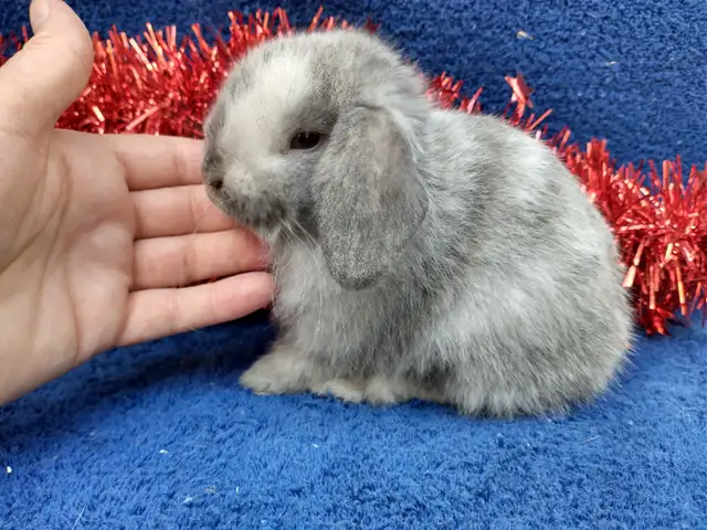 EXTRAORDINARY Netherland dwarf,Holland lop,lionhead bunny rabbit in Small Animals for Rehoming in Ottawa - Image 7