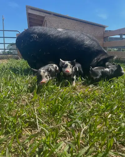 4AF Boris 3 x CA Tapeka 1 Born may 21st. 1 boar with both his wattles left available, breeding quali...