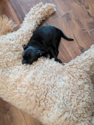 Femelle 2 mois Vient avec pipipad et sa maison pour la nuit Ok chat Ok chien Ok enfants Bonne petite...