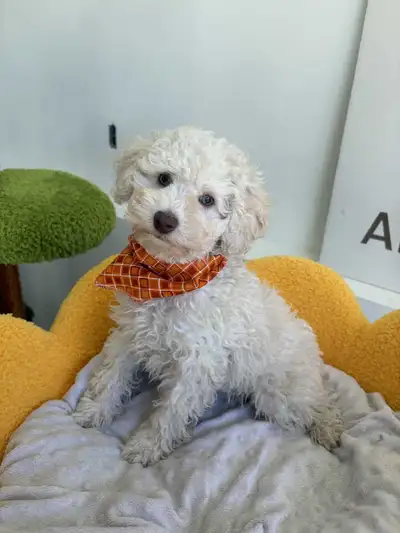 Chiots à vendre – élevés avec amour chez Animour à Valleyfield ! Nos adorables chiots sont maintenan...