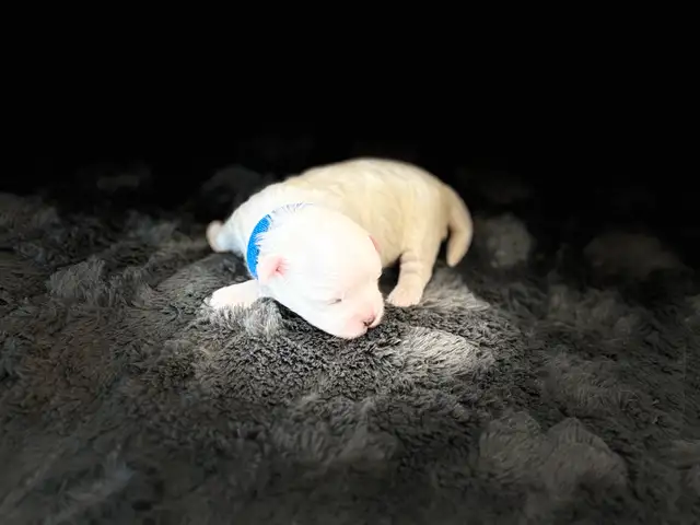 Purebred Maltese puppies in Dogs & Puppies for Rehoming in Winnipeg - Image 8