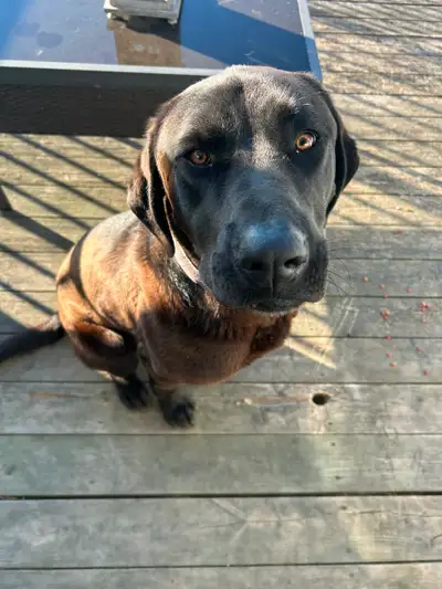 Cane Corso Kangal 1 year old dog, View more