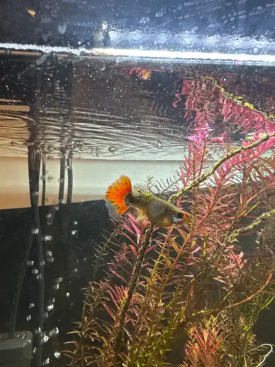 Guppy Fry $1.50ea, View more