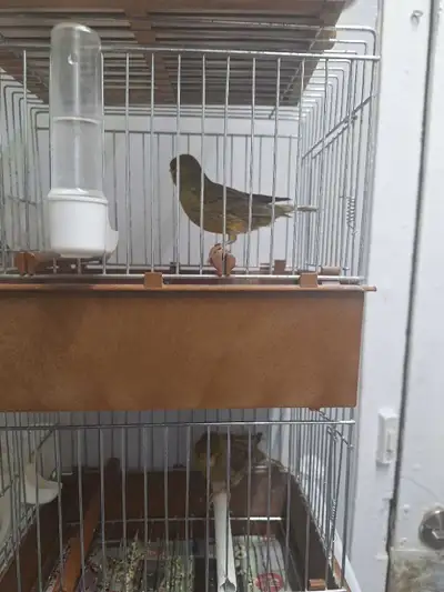 canaris a vendre, View more