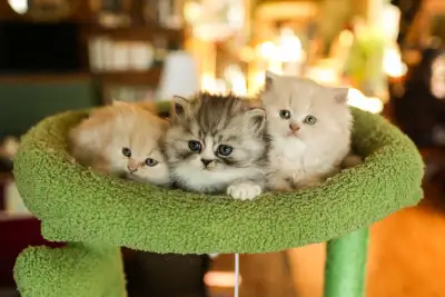 Persian cross kittens, View more