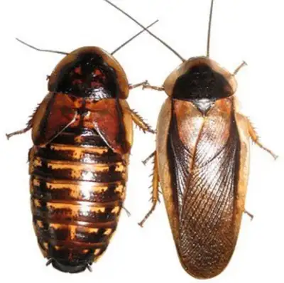 Established breeding colonies 5 young adult breeding pairs (5 females & 5 males) plus 10 assorted si...