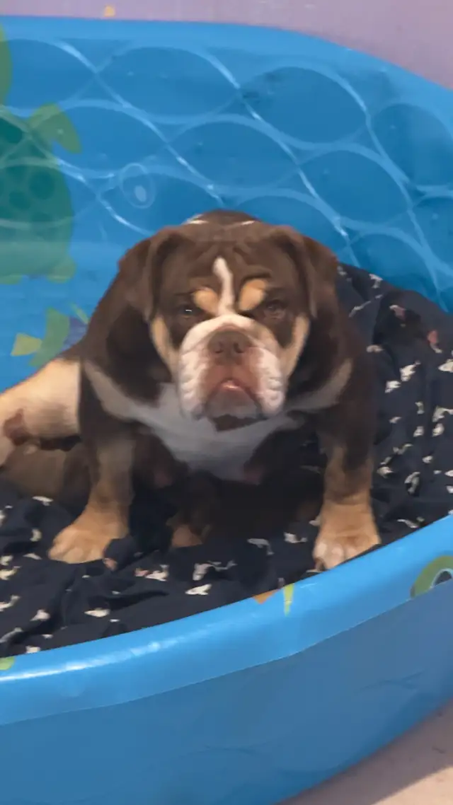 Bouledogue ANGLAIS Mini  / Bulldog , très peu négociable in Dogs & Puppies for Rehoming in Laval / North Shore - Image 5