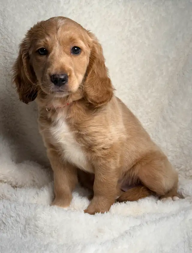 Mini goldendoodle puppies in Dogs & Puppies for Rehoming in City of Montréal - Image 5