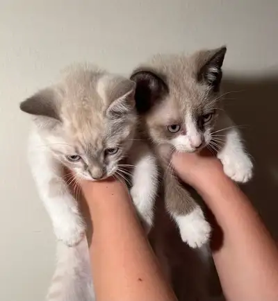 Siberian x Snowshoe Kittens, View more
