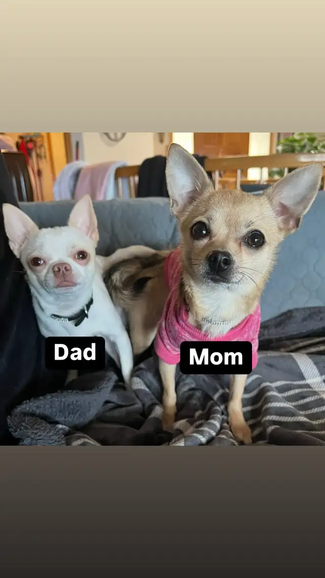 Last 2 Gorgeous pure chihuahua puppies left in Dogs & Puppies for Rehoming in Penticton - Image 6
