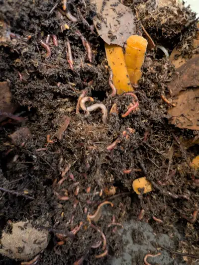 Compost Worms – Red Wigglers , View more