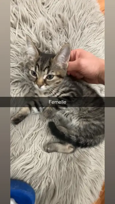 Magnifiques chatons de 2 mois prêts pour leur nouvelle famille !, View more