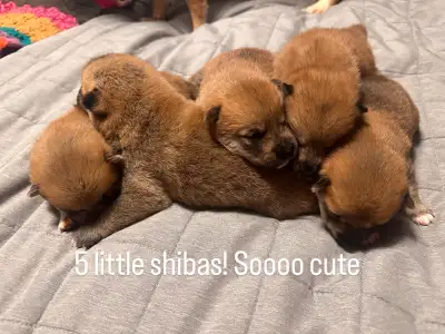 pure bred Shiba Inu’s, View more