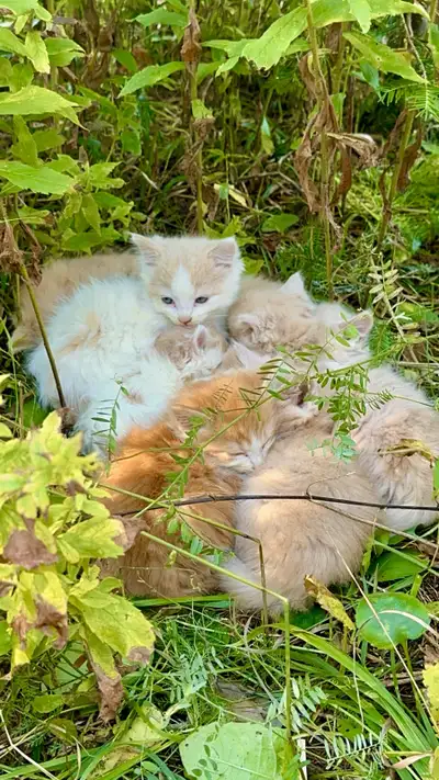 Adorable  Kittens – 6–8 Weeks Old, Ready for New home, View more