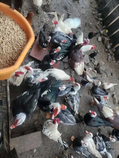 Muscovy Ducks, View more