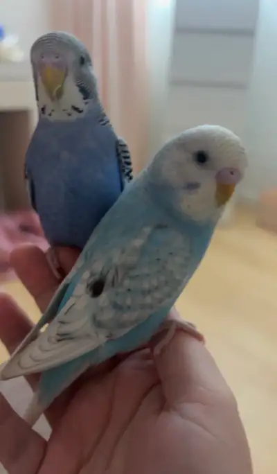Young budgie pair with cage, View more