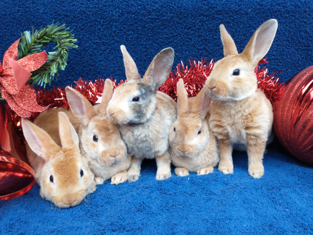 Bebes lapins nains neerlandais, mini rex, tete de lion, belier dans Petits animaux à adopter  à Laval/Rive Nord - Image 2