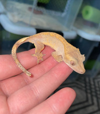Juvenile Crested Gecko “Jul10231”